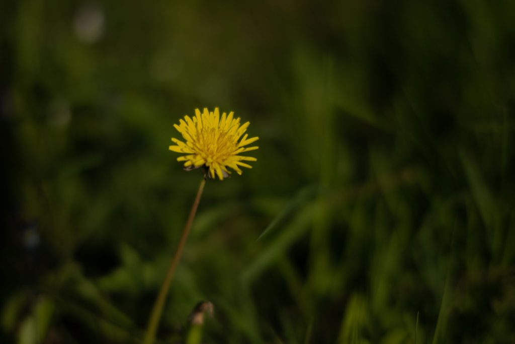 l_photo04