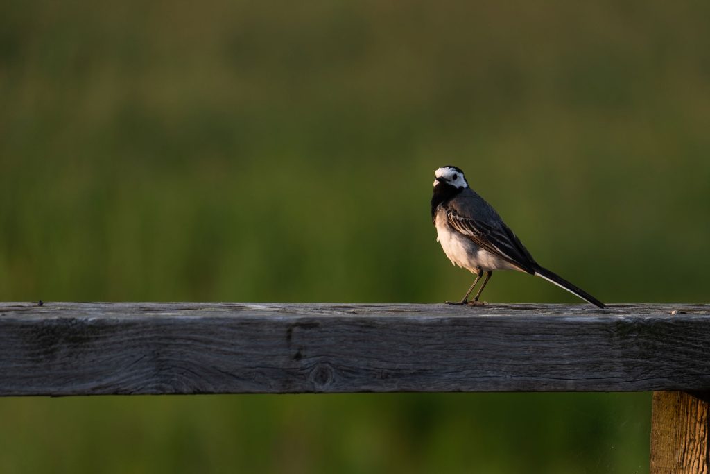 l_photo14