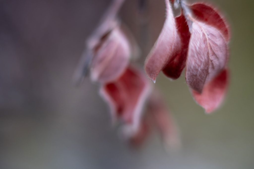 l_photo17