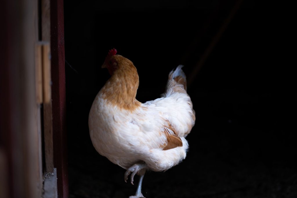 l_photo18