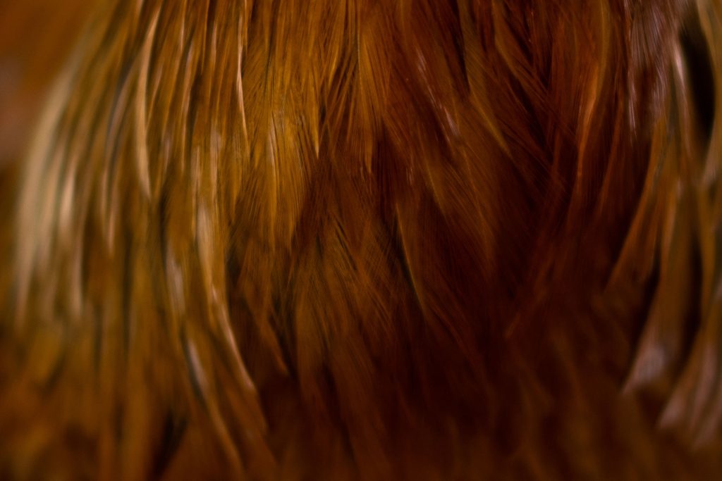 l_photo19