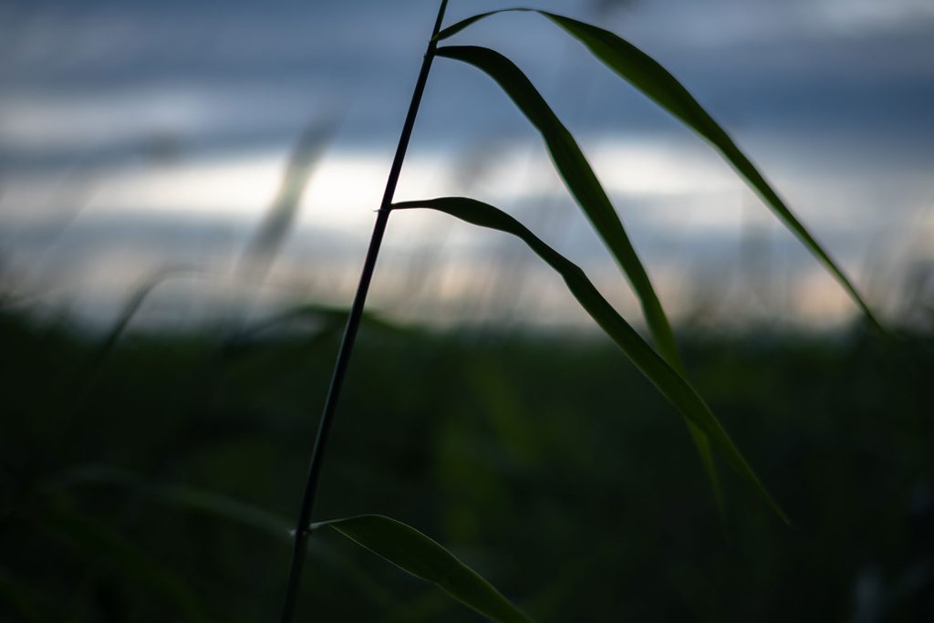 l_photo26