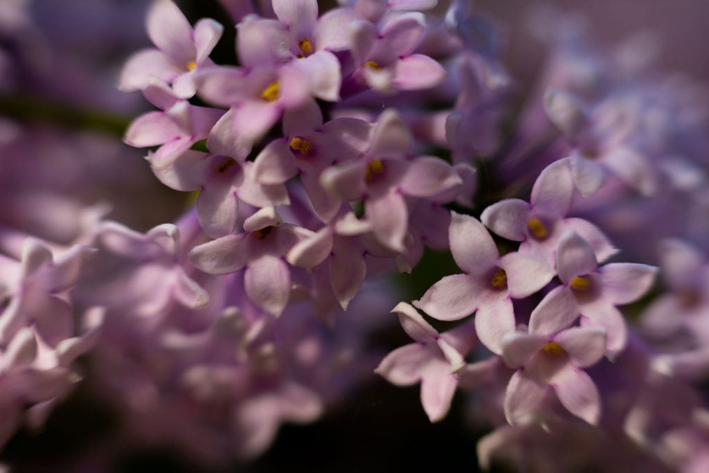 l_photo27