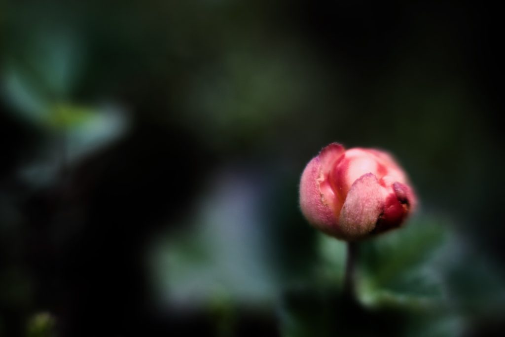 l_photo39