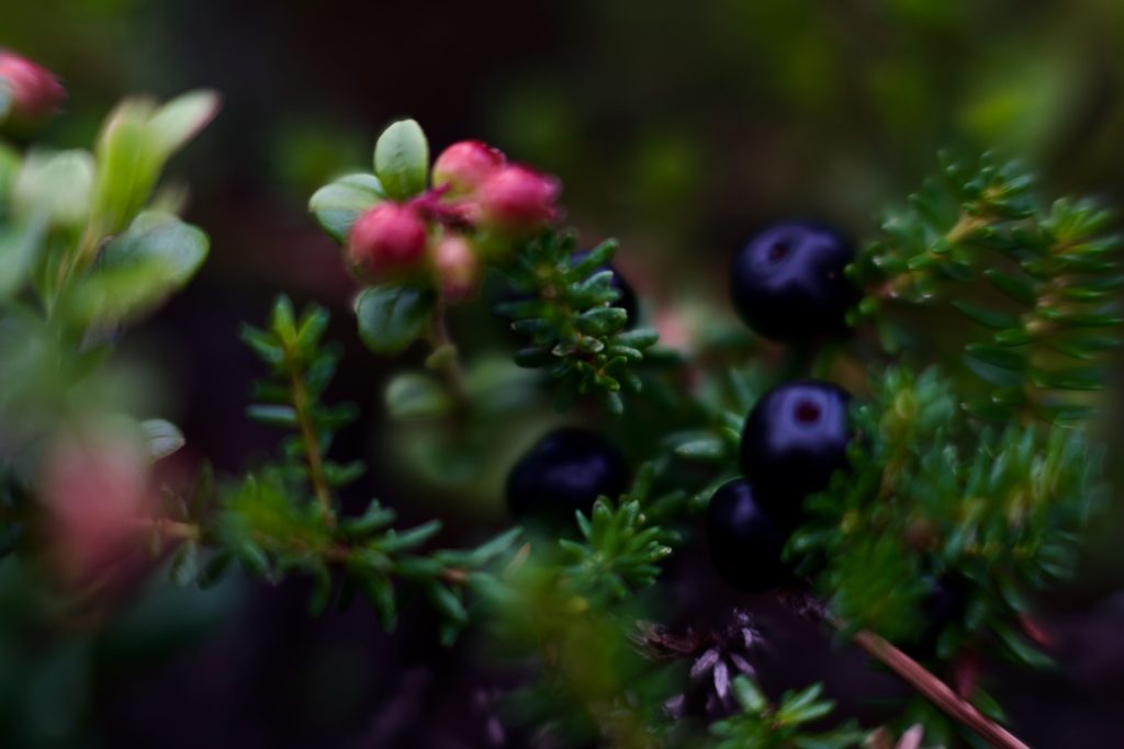 l_photo40