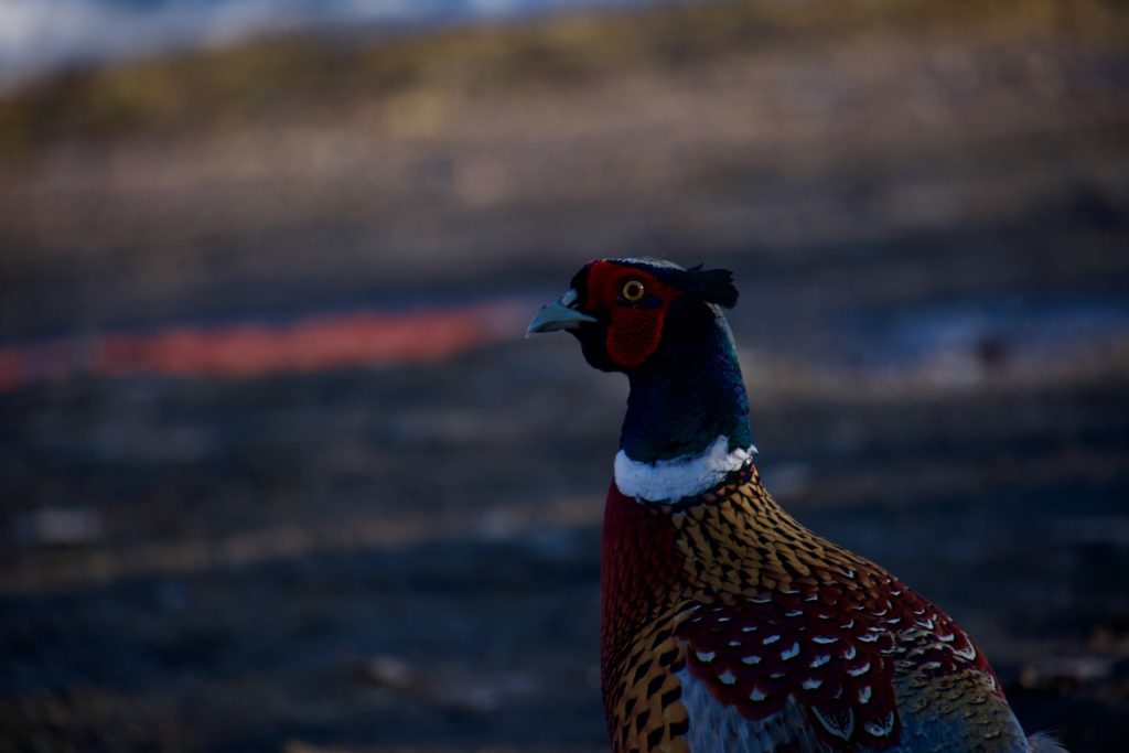 l_photo42