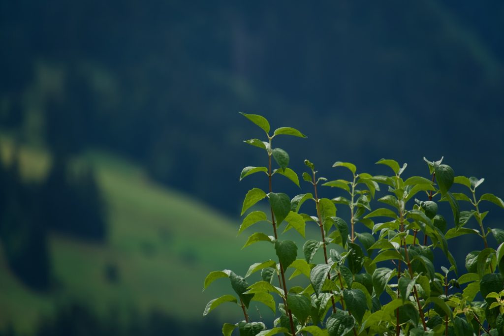l_photo51