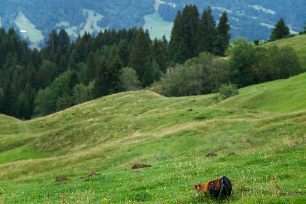 l_photo61